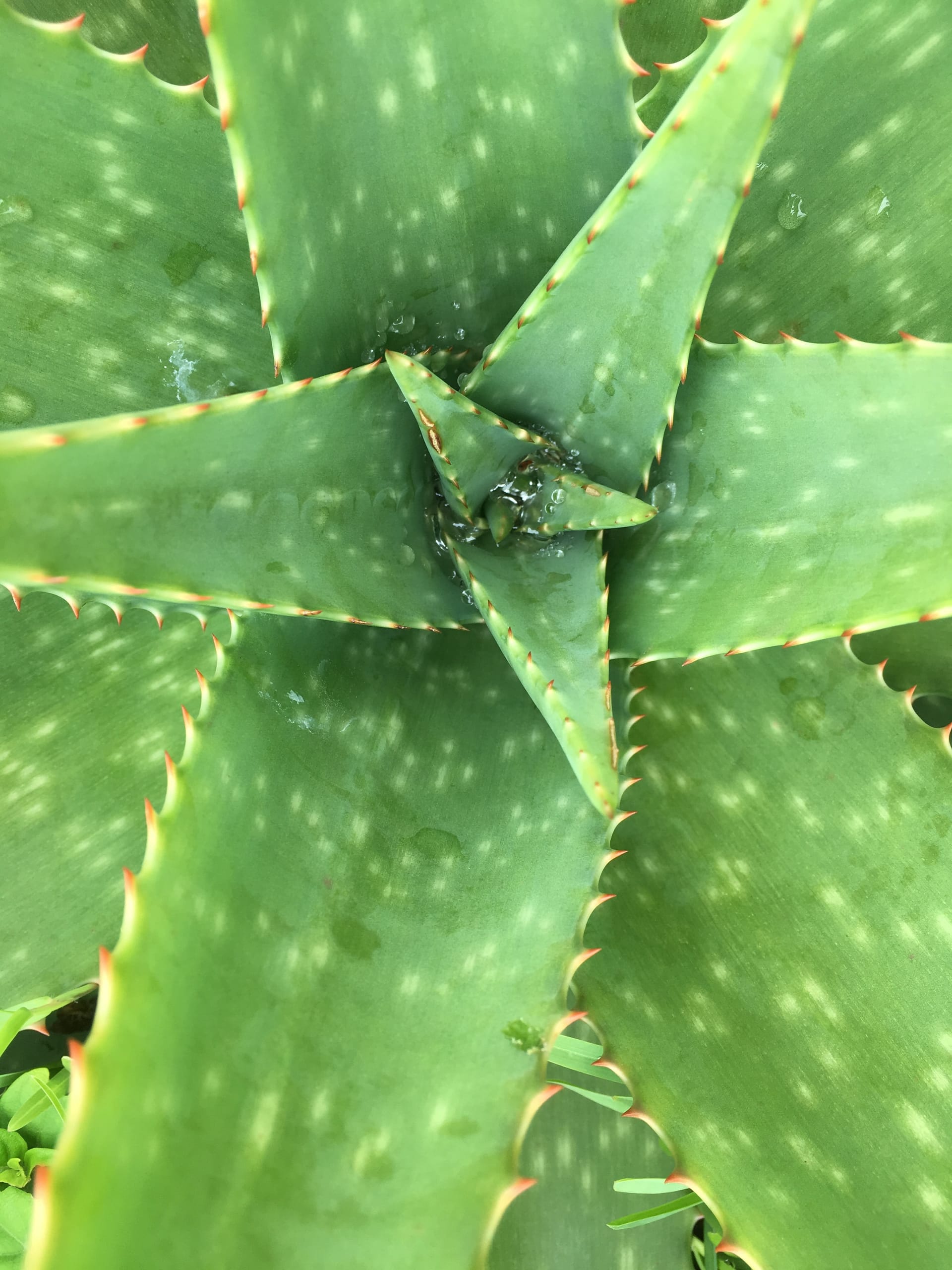 How Aloe Vera Can Benefit Your Skin